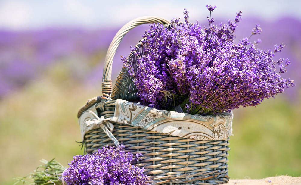 la storia e la coltivazione della lavanda